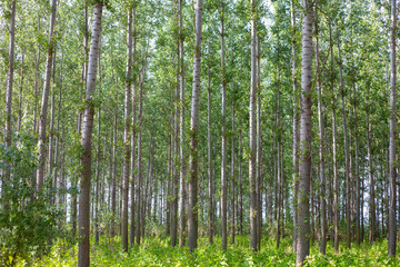 Obraz premium Thick poplar forest