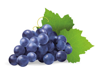 Realistic illustration of a bunch of black grapes with green leaves. Vector illustration - 257988862