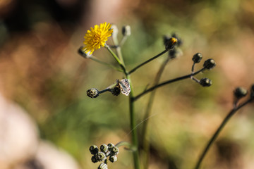 Fleur