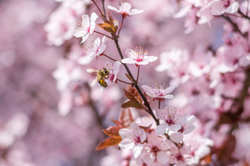 Honey Bee pollinating pink sakura flowers, Cherry blossom on a spring sunny day, close up, soft and selective focus