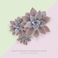 Vector botanical banner with flowers Graptopetalum. Poster in pink, green color.