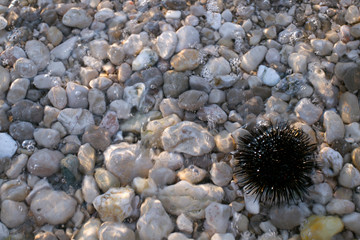 Sea urchin on the stones. Sea stones background and light from the sun on the stones. Abstract art for background . Sun glare on the bottom .For add text .Abstract background photo. Closeup.