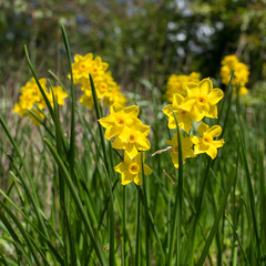 Yellow daffodils narcissus variety Baby Boomer