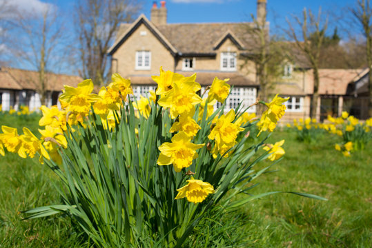 Yellow daffodils narcissus growing on a green grass lawn with big country house British style in the background