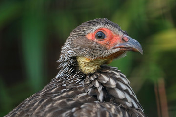 Head of a surprised looking yellow-necked francolin or spurfowl (pternistis leucoscepus) in side view