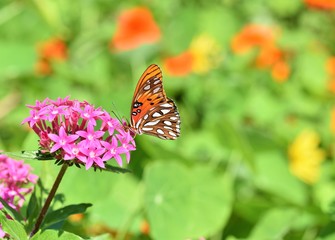 Gulf Fritillary Butterfly also known as Agraulis vanillae