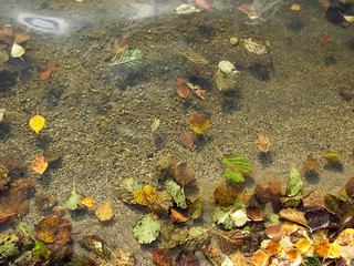 leaves in water