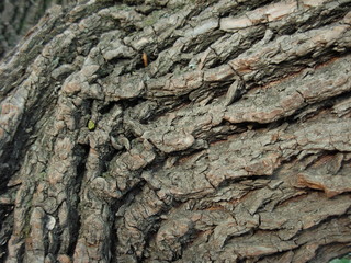 bark of a tree