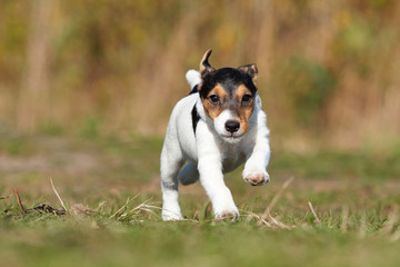 Dog jack russel terrier