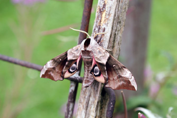 smerinthus ocellata