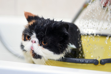 Soffie the cat having a shower