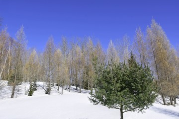 Paysage d'hiver canadien