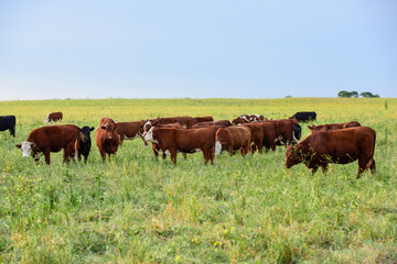 Fototapeta na wymiar Cows in the Argentine countryside