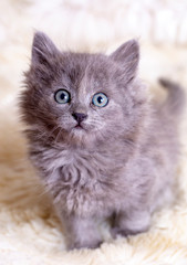 Pet animal; cute kitten gray cat indoor