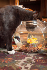 Cat in fish bowl