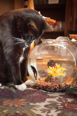 Cat in fish bowl