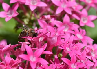 Honeybees collecting and carrying pollen and stored pellets in sacks in hind legs