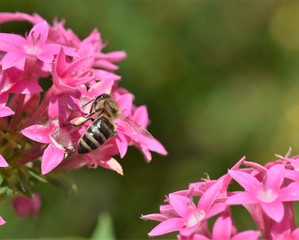Honeybees collecting and carrying pollen and stored pellets in sacks in hind legs