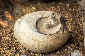 fosil en roca grande