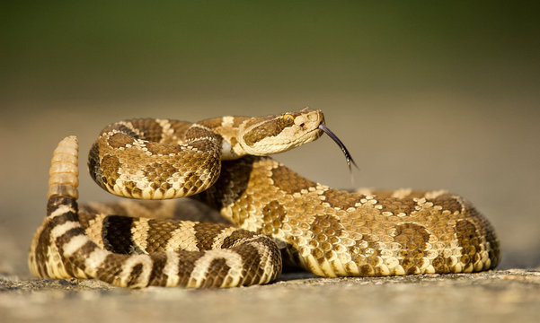Rattlesnake coiled and poised to strike, displaying forked tongue