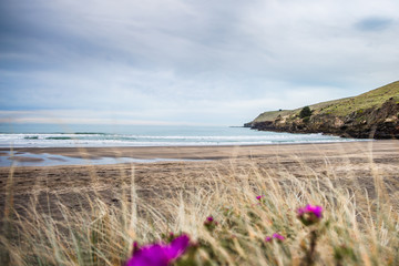 Beach Landscape. Beautiful New Zealand seascape background. Tussock grass and sand at beach with...