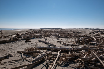 Fototapeta na wymiar Spiaggia d'inverno con tronchi d'albero