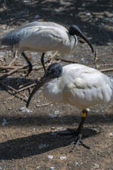  A black-headed ibis [Tama Zoological Park]