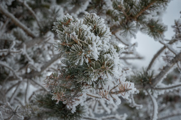Winter background of snow covered branches