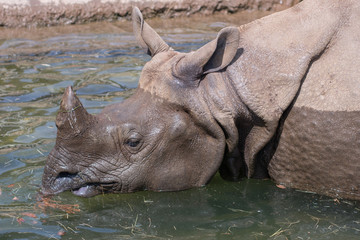 rhinoceros in the water [Tama Zoological Park]