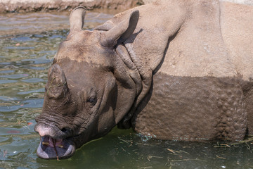 Fototapeta premium rhinoceros in the water [Tama Zoological Park]