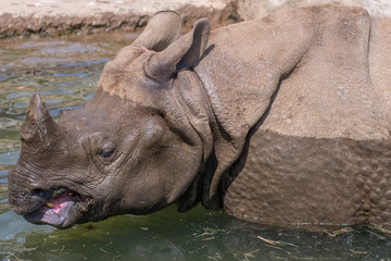 Naklejka premium rhinoceros in the water [Tama Zoological Park]