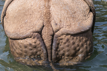 The rump of a rhinoceros [Tama Zoological Park]