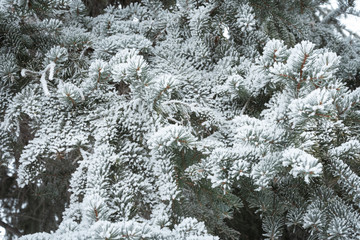 Winter background of snow covered branches