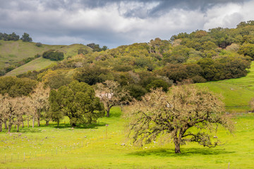 Obraz premium A large oak tree sits in a green field in the lower right corner. Moss and new leaves are showing on the tree. More trees are behind the main tree. They lead up a hill to a stormy sky.