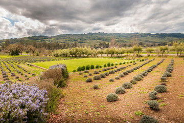 Fototapeta na wymiar A large garden of lavender plants grows in rows. A large grassy area is in the middle of the garden. Lilac bushes come into the garden at an angle. Mountains and a stormy sky is behind.