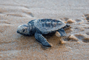 Sea turtle cub on the beach