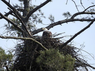 Bald eagle, eagle nest, bird, bird nest, adult bird, tree, nature, wildlife