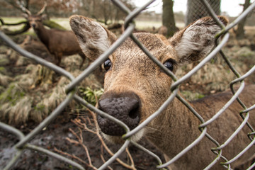 Fototapeta premium Nature in Denmark
