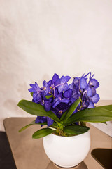 Vivid orchid on table classy