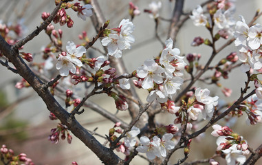 Fototapeta na wymiar 봄 흰꽃 벚꽃 매화꽃 매화나무 벚꽃나무