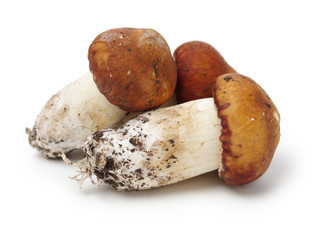 Tricholoma matsutake on white background