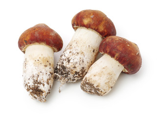 Tricholoma matsutake on white background