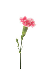 pink carnations on a white background