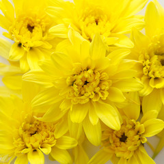 background of yellow chrysanthemum flowers
