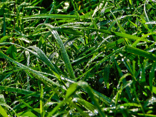 Close up of blades of grass with the morning dew