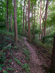 Trail through the woods in the morning light