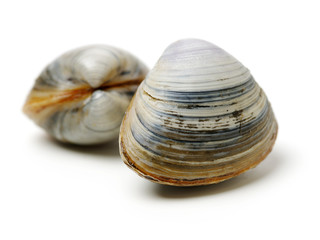 Stacked fresh raw clams on white background
