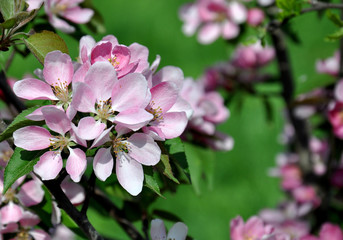Obraz na płótnie Canvas Spring blossom: beautiful flowers on the apple tree in garden. Pink flowers.