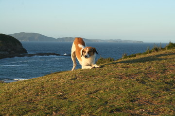 Cachorro na montanha a beira mar