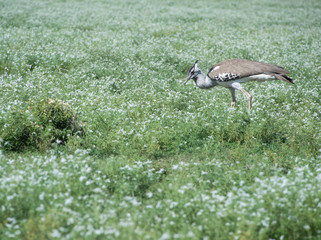 Kori bustard walking slowly and hunting snakes and lizards in Tanzania, Africa